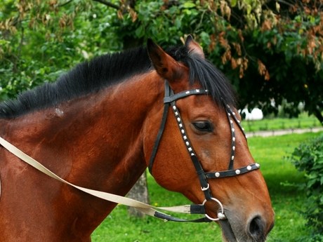 A bay horse in a studded bridle standing under trees, the lead rein
                    lying across its neck.